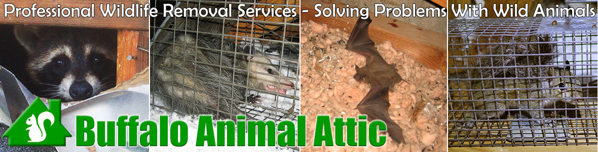 Williamsville Animal Attic